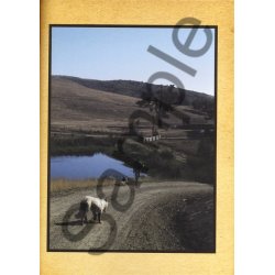 Neil Young: Harvest - Guitar Recorded Versions